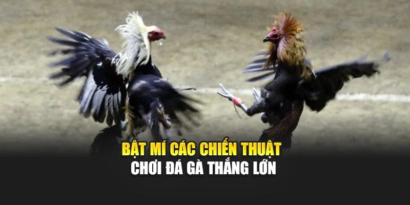 Bật mí các chiến thuật chơi đá gà thắng lớn