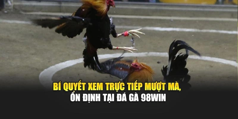 Bí quyết xem trực tiếp mượt mà, ổn định tại đá gà 98WIN