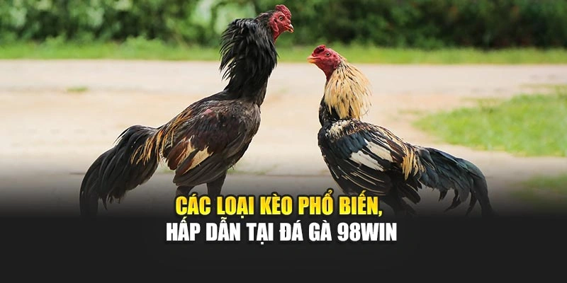 Các loại kèo phổ biến, hấp dẫn tại đá gà 98WIN