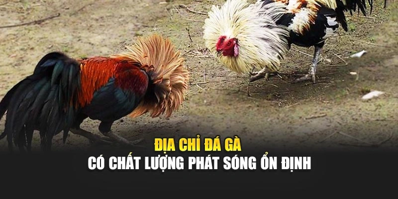 Địa chỉ đá gà có chất lượng phát sóng ổn định