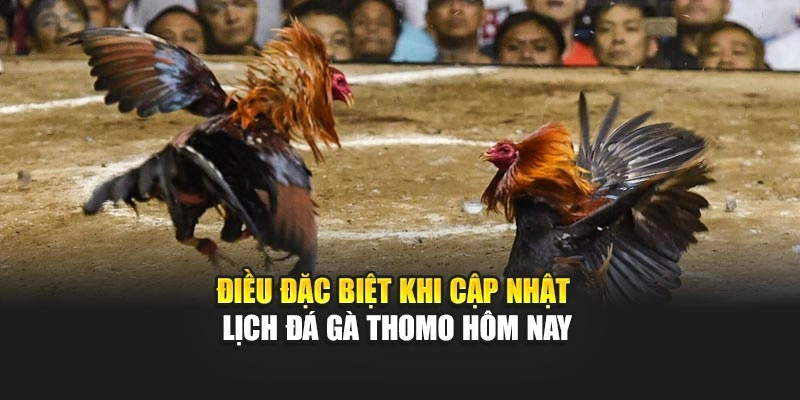 Điều đặc biệt khi cập nhật lịch đá gà Thomo hôm nay