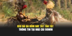 Kèo Đá Gà Hôm Nay - Tất Tần Tật Thông Tin Tại Nhà Cái 98WIN