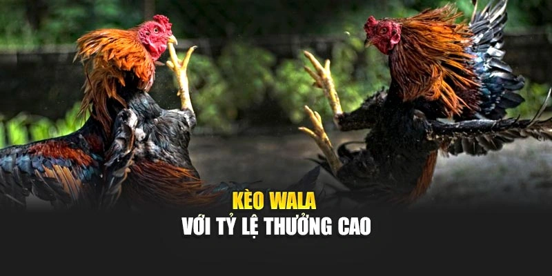 Kèo Wala với tỷ lệ thưởng cao