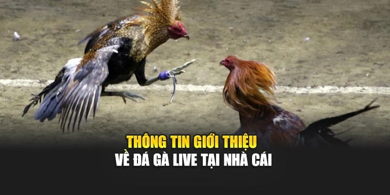 Thông tin giới thiệu về đá gà live tại nhà cái